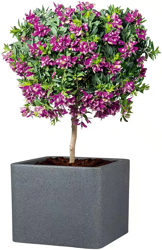 SCHEURICH Alea UET Blumentopf 40/140 Übertopf Pflanzgefäß